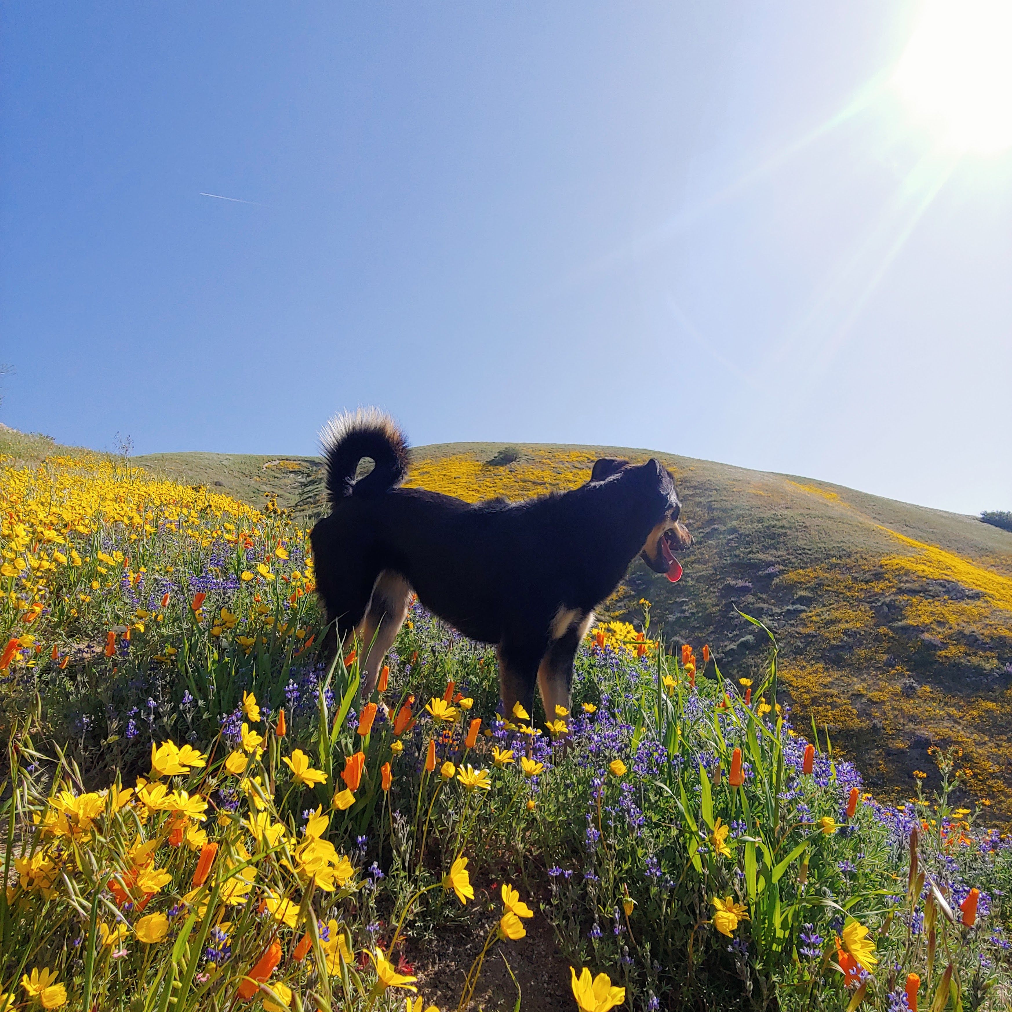 Flower Noodle